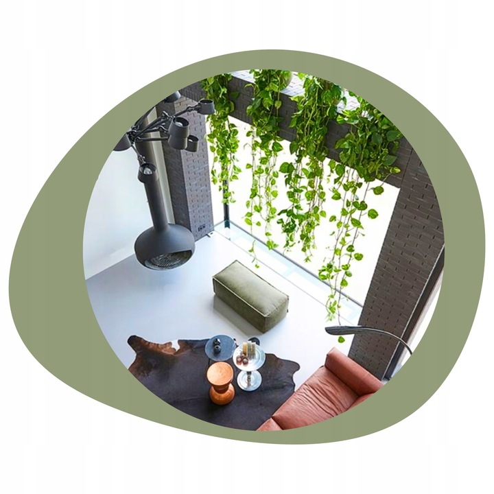 Epipremnum Aureum ZŁOCISTE Przebarwienia PNĄCZE Łatwa Uprawa Sercowate