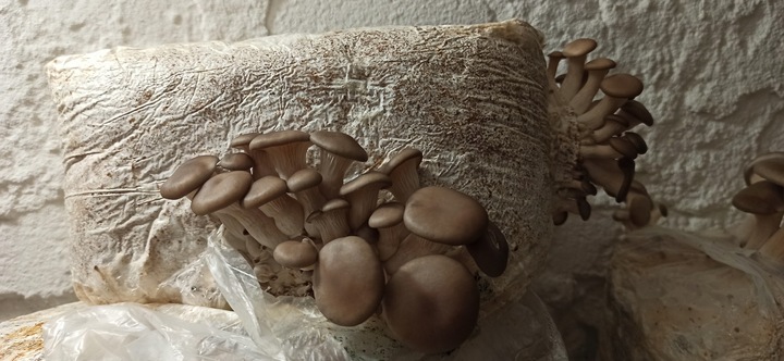 BOCZNIAK BOCZNIAKI BALOT uprawa w DOMU grzybnia