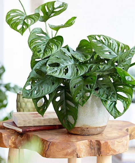 Monstera Monkey Mask Adansonii - Bardzo Ładny Kwiatek Szwajcarski Ser