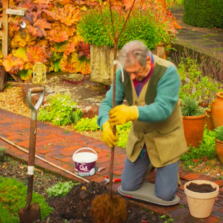 Śliwa WĘGIERKA DĄBROWICKA Twoja działka zasługuje na VIP-a wśród