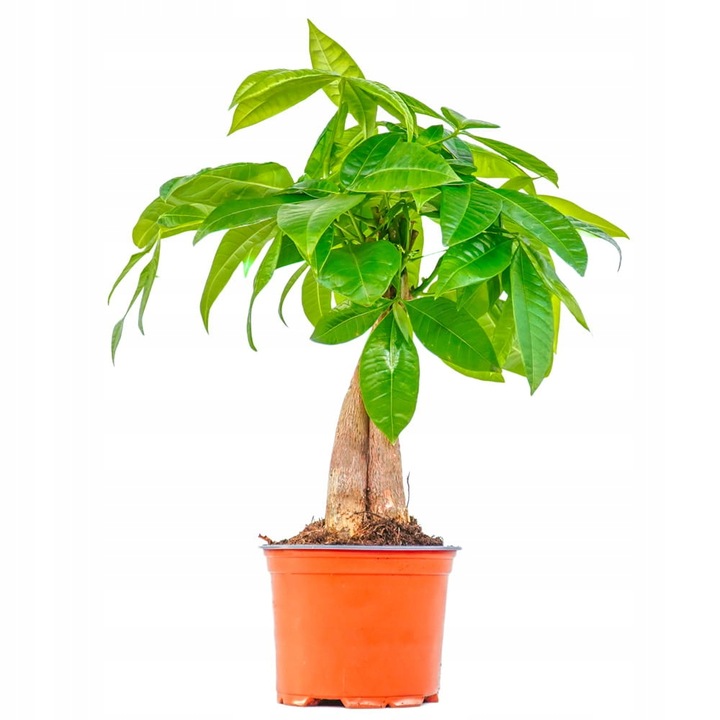 Pachira Aquatica DRZEWKO SZCZĘSCIA I Pieniędzy - Sekrety Feng Shui Dla