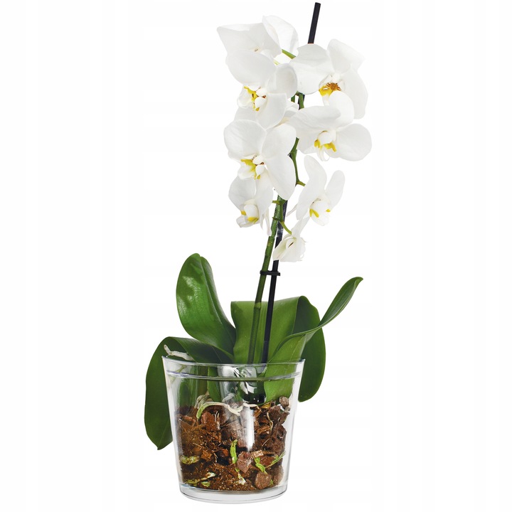 OSŁONKA SZKLANA Na STORCZYK Rośliny Doniczkę Przezroczysta H 13,5 cm