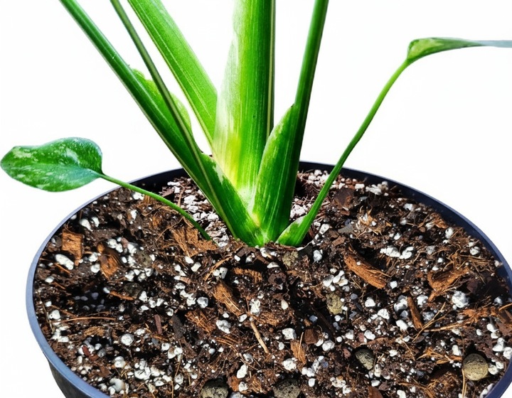 15L Lekkie podłoże PREMIUM ziemia do roślin doniczkowych monster BIGOS