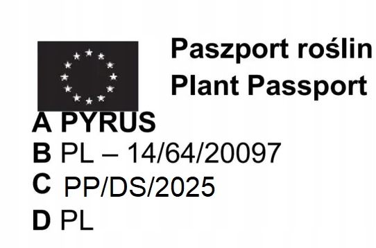 JABŁOŃ GRUSZA CZEREŚNIA WIŚNIA BRZOSKWINIA MORELA KOLUMNOWE PAKIET 6