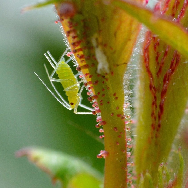 Substral Polysect Środek Oprysk Mszyce Przędziorki Wełnowce Mączliki