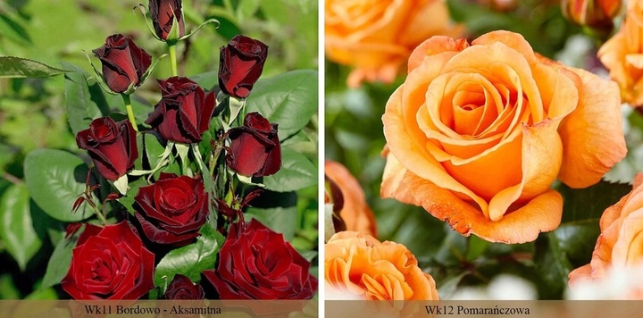 RÓŻA RÓŻE KOLOROWY PAKIET - 12 PACHNĄCYCH RÓŻ