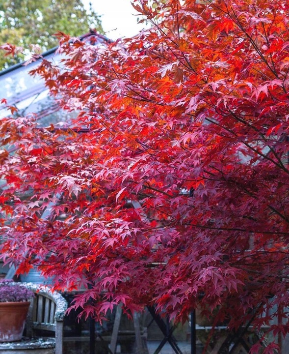 Klon Palmowy ATROPURPUREUM Sadzonka 1L