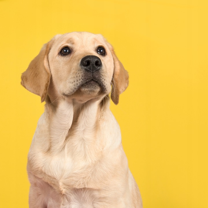 Karma Sucha Dexter Balance Dla Psa Z Witaminami Duże Rasy 20kg Owczarek