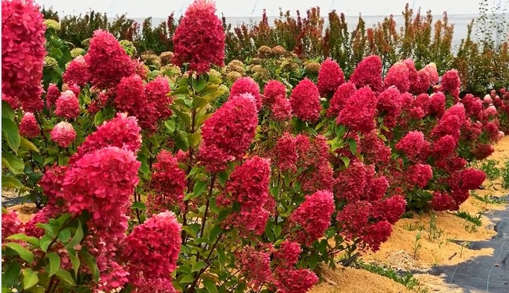 HORTENSJA bukietowa FRAISE MELBA INTENSYWNA CZERWIEŃ DUŻA XXL sadz. C2