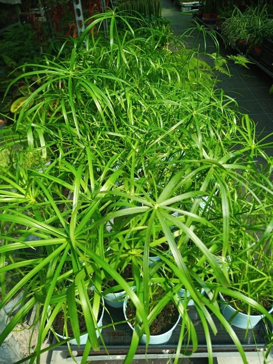 Papirus Cibora zmienna Cyperus alternifolius do Domu Ogrodu i Oczek