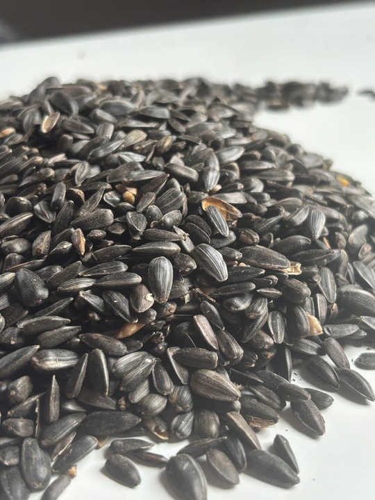 Słonecznik czarny 14 kg karma dla papug ziarno dla ptaków GRTIS kula tluszc