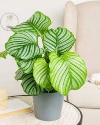 SUBSTRAL OCHRONA KWIATY 100ml OWADOBÓJCZY I GRZYBOBÓJCZY ZIEMIÓRKI