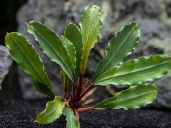 Bucephalandra biblis Koszyk Holandia Ø 5,5 cm