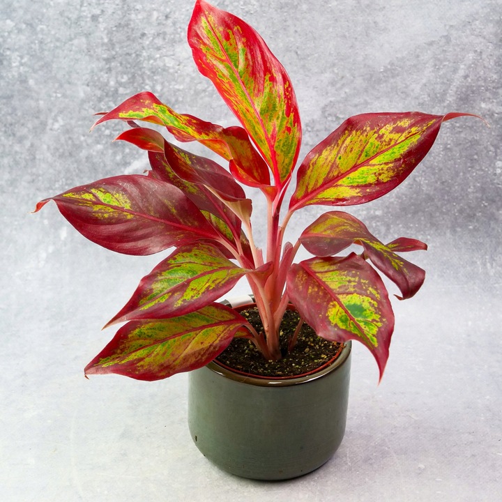 AGLAONEMA Crete FLAMES Red d9cm Niesamowicie wybarwiona PŁOMIENNA