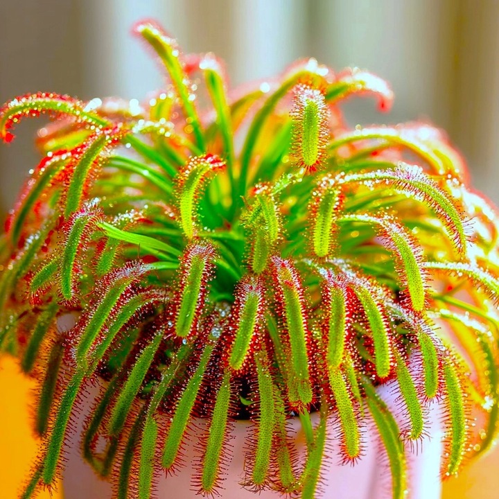 Drosera Capensis CZERWONA ROSICZKA Przylądkowa TROPIKALNA Owadożerna -