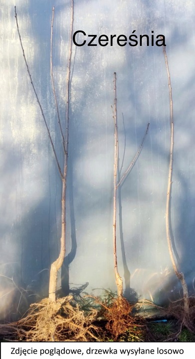 Czereśnia UKRAIŃSKA / GIGANTYCZNE OWOCE słodka i smaczna PIERWSZY