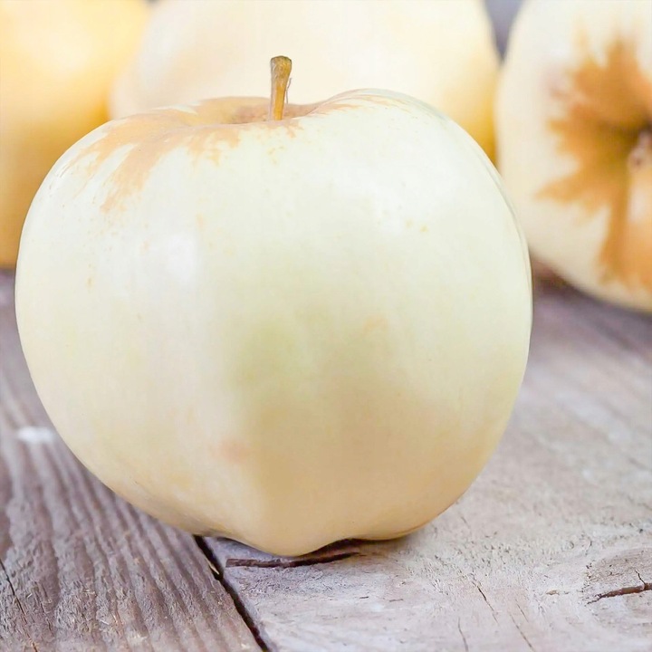 SADZONKI DRZEWKA OWOCOWE JABŁOŃ ANTONÓWKA BIAŁA ŚMIETANKOWA