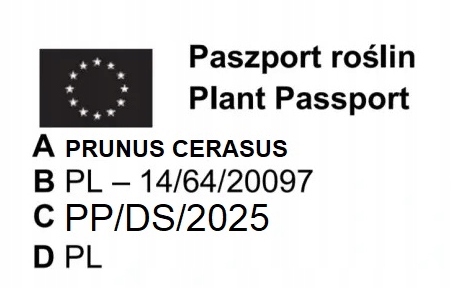 JABŁOŃ GRUSZA CZEREŚNIA WIŚNIA BRZOSKWINIA MORELA KOLUMNOWE PAKIET 6