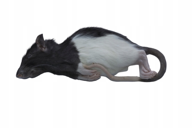 Szczury mrożone 50/70g 10 sztuk + suchy lód