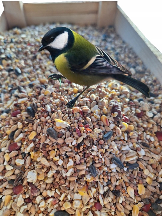 Pokarm dla ptaków dzikich orzechowy karmnik słonecznik 10kg GRATIS KULA