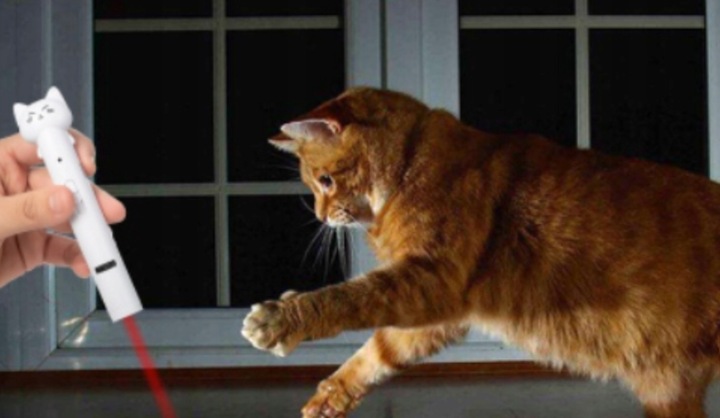 Zabawka piórko laser wskaźnik laserowy latarka zabawka kota 4w1