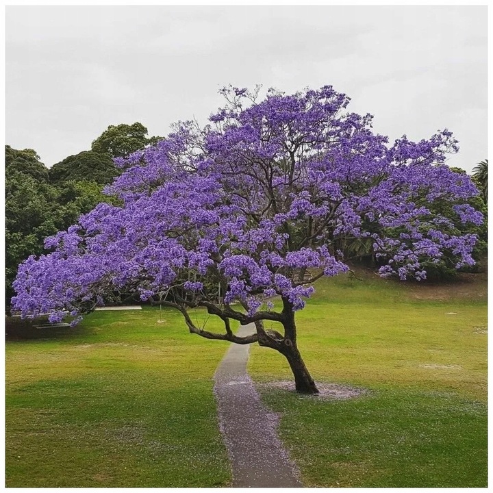 Paulownia CESARSKA drzewo TLENOWE szybkorosnące drzewko Szczęścia