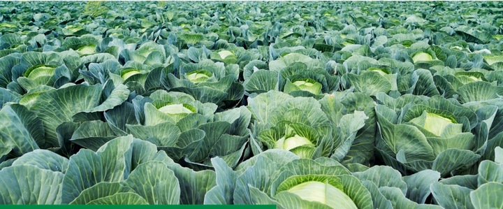 AMISTAR 250 SC 200ml 0,2L grzybobójczy