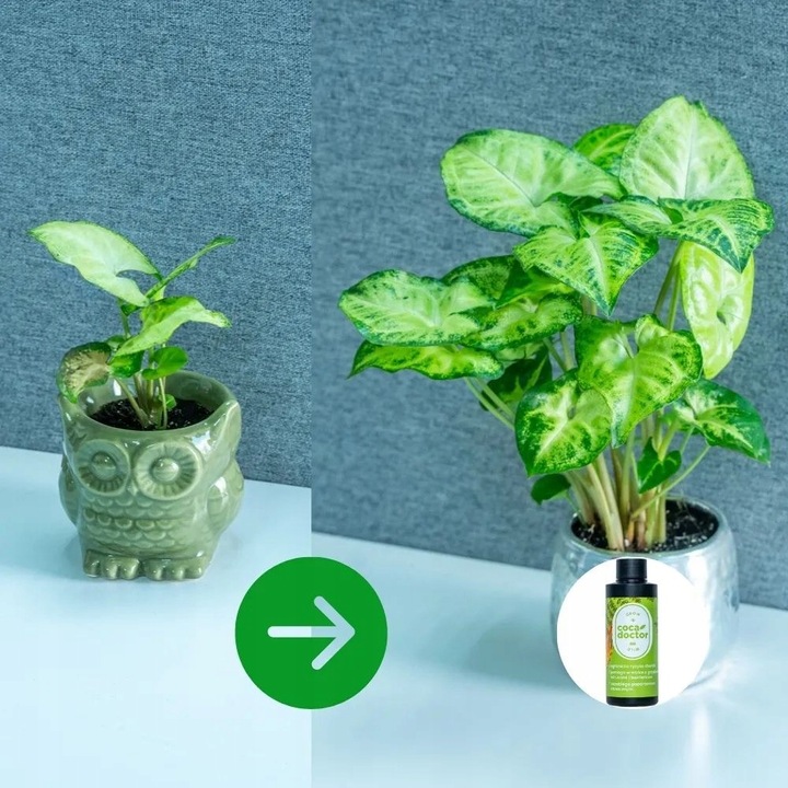 CocaDoctor Preparat Do Roślin Zielonych ANTY-Grzyb ŚRODEK GRZYBOBÓJCZY