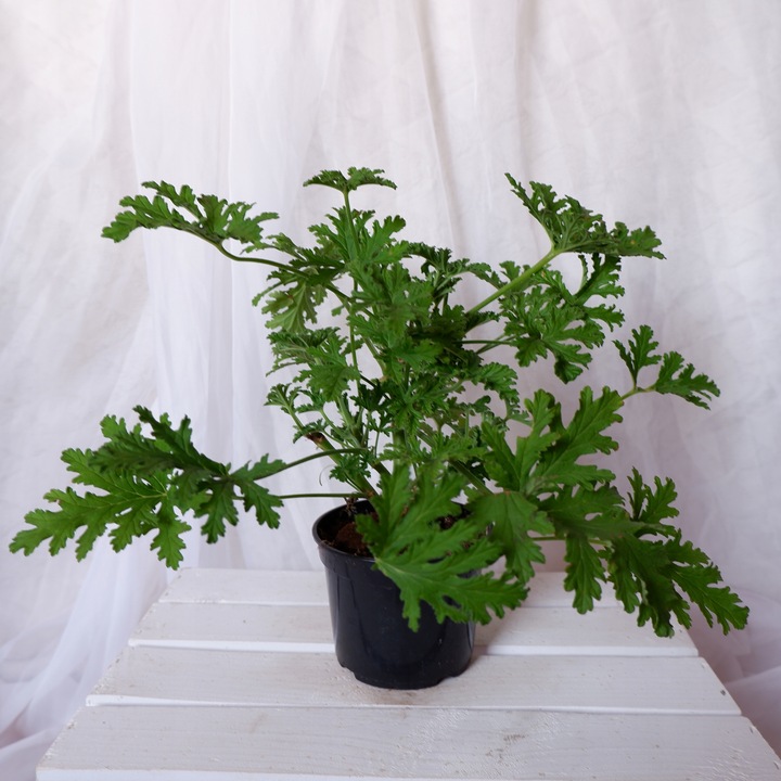 GERANIUM ANGINKA ROŚLINA LECZNICZA gęsta XL don.Ø13cm