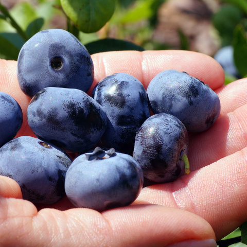 Zestaw Borówka amerykańska
