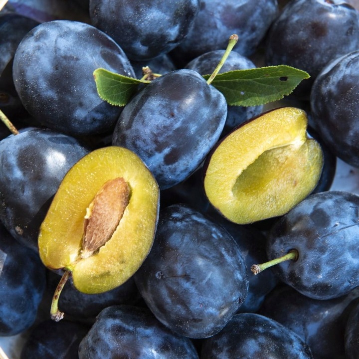 Śliwa WĘGIERKA DĄBROWICKA bardzo ceniona STARA POLSKA ODMIANA