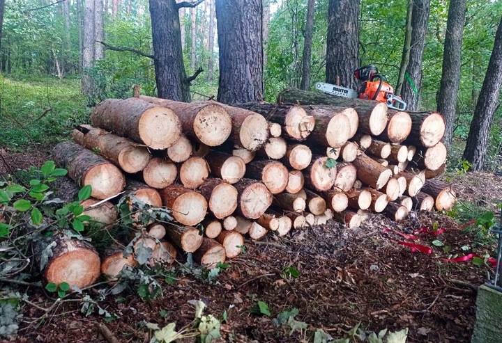 PIŁA SPALINOWA PILARKA ŁAŃCUCHOWA DO DREWNA 2X ŁAŃCUCH 2X PROWADNICA 2xOLEJ
