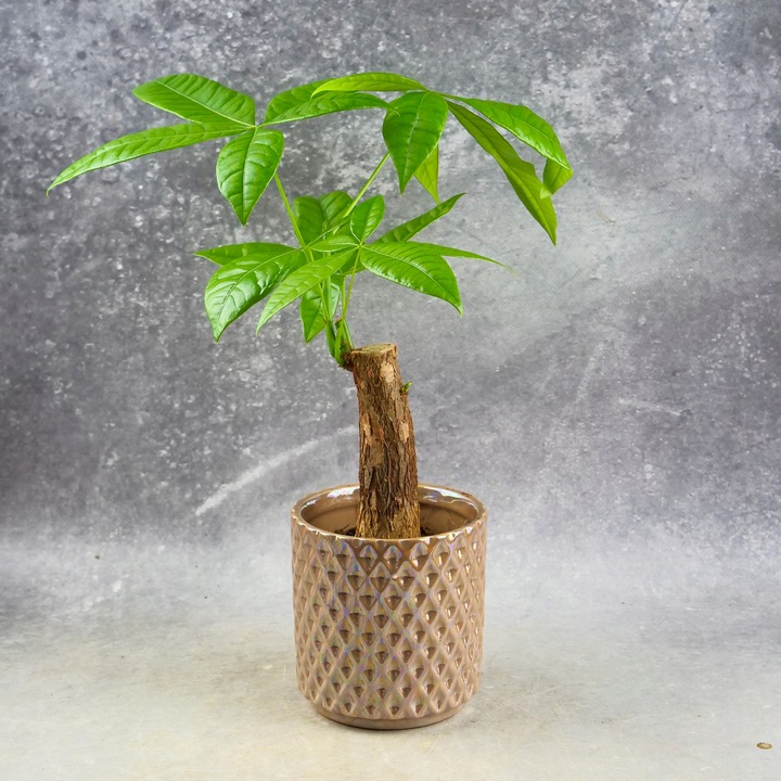 Pachira Aquatica Pachira wodna drzewko szczęścia! D9cm TYPU BONSAI