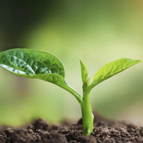 Nawóz Mączka Bazaltowa 25kg Do Róz Kwiatów Roślin Naturalny