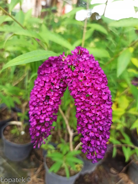 BUDLEJA TRÓJKOLOROWA ZESTAW 3 SADZONEK - MIODODAJNY MOTYLI KRZEW