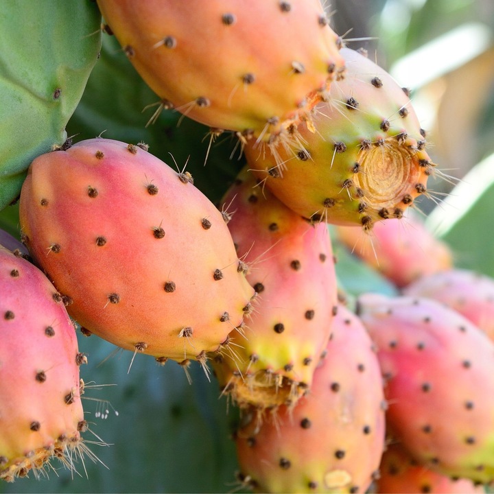 Olej z opuncji figowej 100% naturalny na zmarszczki pielęgnacja twarzy 30ml