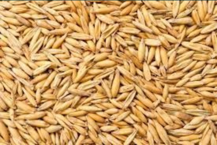 OWIES PASZOWY DLA KONI, KACZEK, KRÓILKA ZIARNO ZBOŻE 20KG