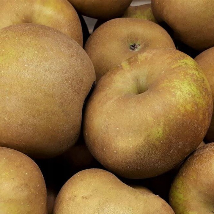 Jabłoń SZARA RENETA stara odmiana WYŚMIENITA na szarlotkę i przetwory