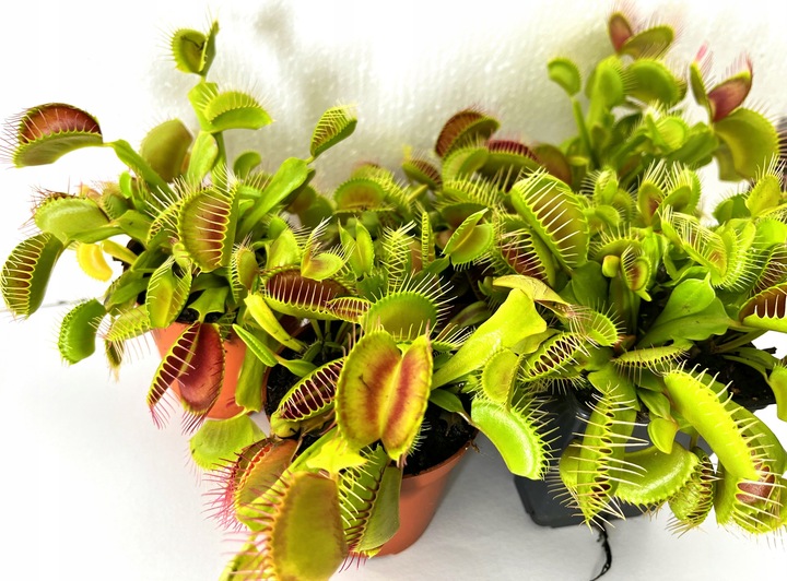 DOROSŁA MUCHOŁÓWKA odm, GIANT TRAP w DONICZCE