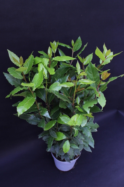 Liść LAUROWY OLBRZYM GĘSTY DUŻY Laur Wawrzyn