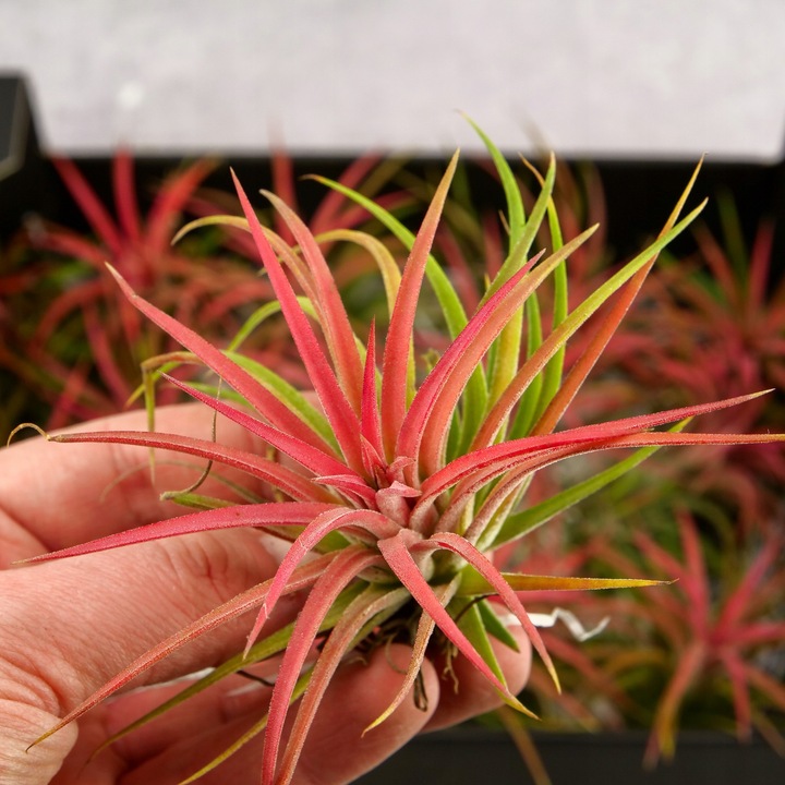 Tillandsia OPLĄTWA ionantha Intensywnie czerwona W ZIMOWYM OPAKOWANIU