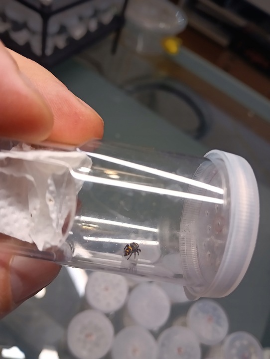 SAMICA Skakun Królewski Phidippus regius SOROA L6/L7 +SIATKA GRATIS skakuny