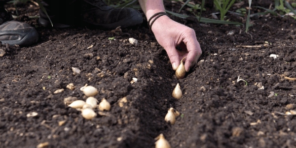 ZESTAW 2x Dymka + Czosnek Harnaś 500g