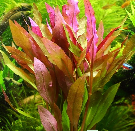 Alternanthera Splendida XXL Rośliny do akwarium