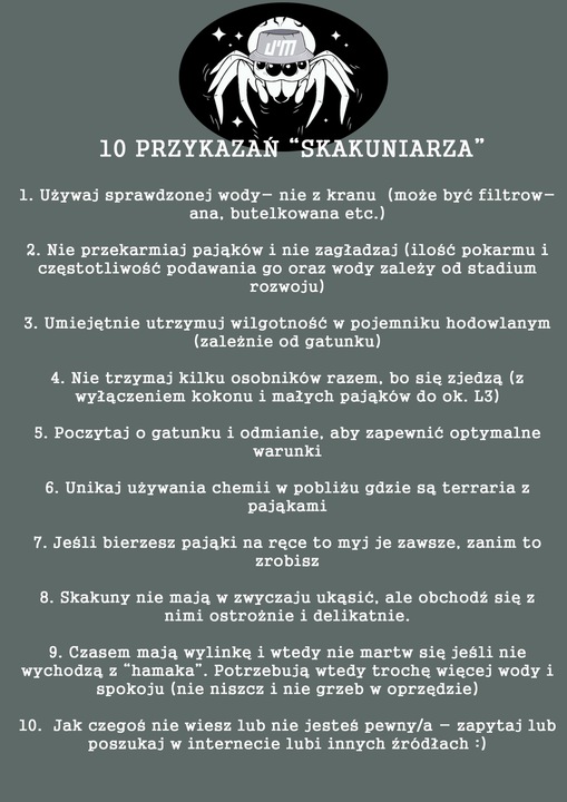 SAMICA Skakun Królewski Phidippus regius SOROA L6/L7 +SIATKA GRATIS skakuny