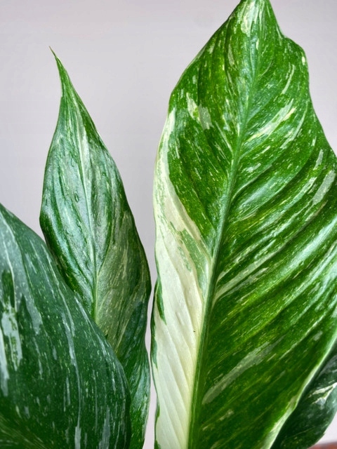 Spathiphyllum Diamond variegated Skrzydłokwiat z biało zielony liśćmi
