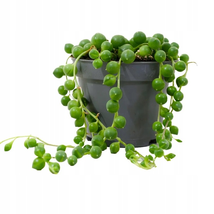 Senecio Rowleyanus - ZIELONY SZNUR KORALI - Niespotykany Starzec