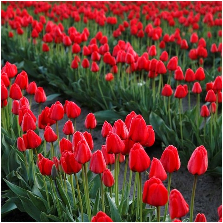 TULIPAN cebulki CZERWONY klasyczny 100 szt. + GRATIS