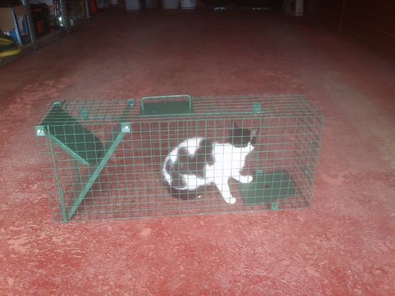 żywołapka pułapka na koty kuny bardzo szybka