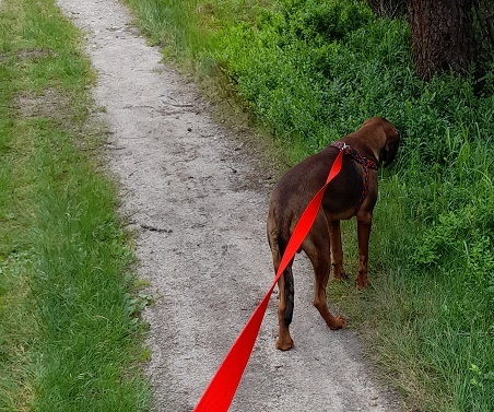 smycz dla dużego psa roz. L-XL 25mm 15m Treningowa